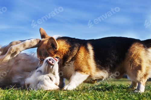 Preview: Welsh Corgi Pembroke and Golden Retriever playing in the garden on green grass. Dods have fun