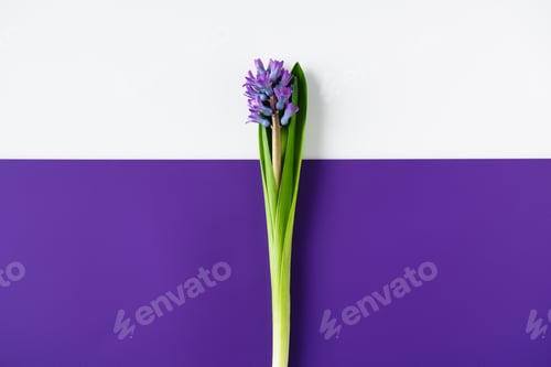 Preview: top view of hyacinth flowers on halved purple and white surface