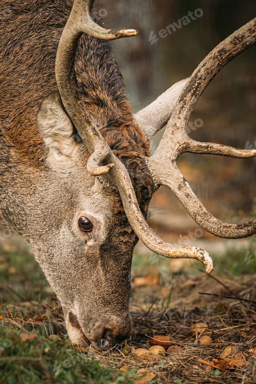 Preview: Male European Red Deer Or Cervus Elaphus Grazes In Autumn Forest. Close Up Deer