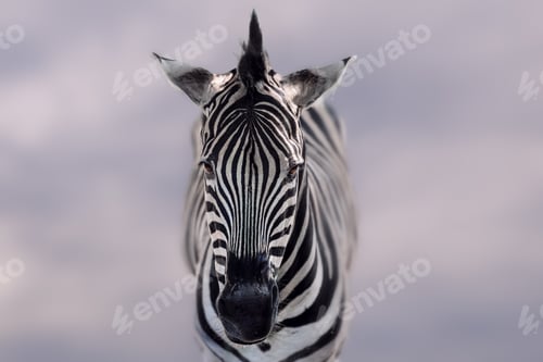 Preview: Burchell's Zebra head (Equus quagga burchellii)