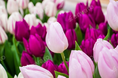 Preview: Background from bright colorful tulips. Spring flowers