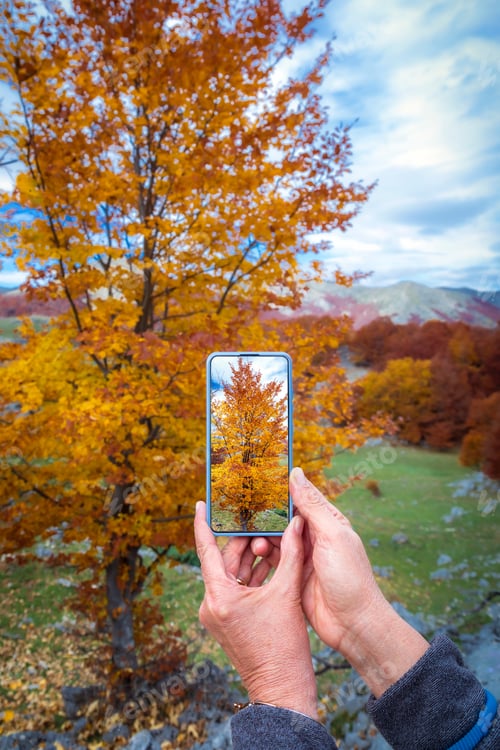 Preview: Photographs the foliage of the trees with his mobile phone