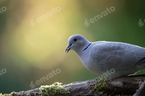 Preview: Closeup of a turtledove perched on a tree branch with moss against a green background