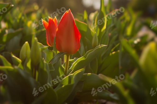 Preview: Red tulip bright sunlight. Beautiful spring flower background.