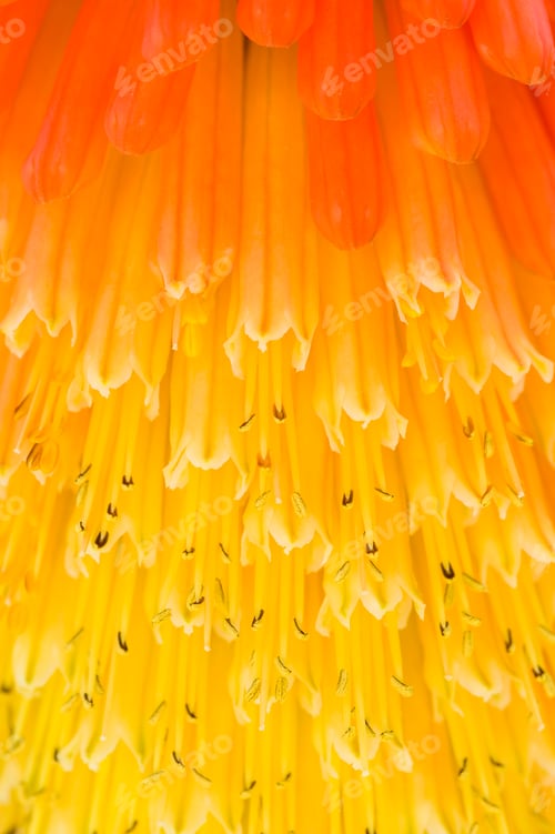 Preview: Kniphofia uvaria also known as Tritoma