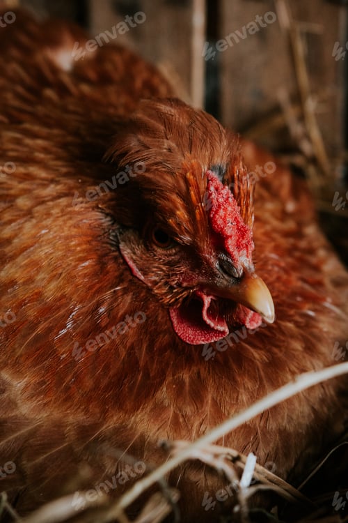 Preview: Cute close up of a chicken in the garden