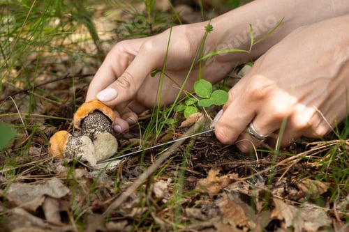 Preview: boletus mushroom Leccinum grows in the forest