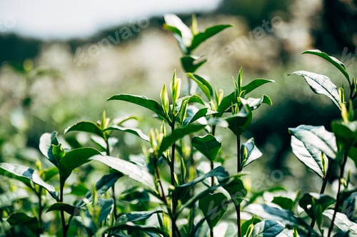 Preview: Chinese tea leaves in tea garden