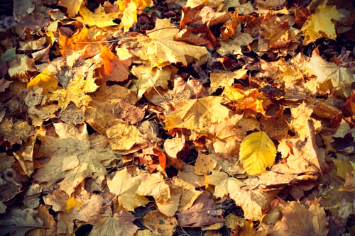 Preview: Background of colorful autumn leaves