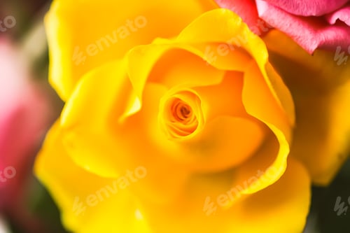 Preview: Beautiful bright yellow rose flower. Petals of flower.