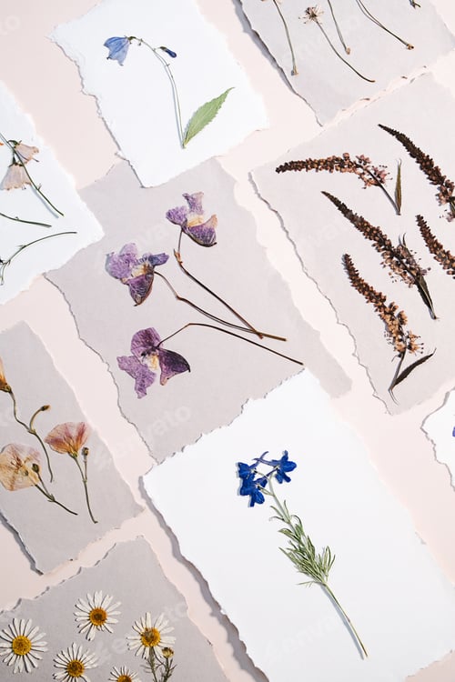 Preview: Dry pressed flowers and plants on handmade paper pieces. Botanical herbarium on torn paper backdrop.