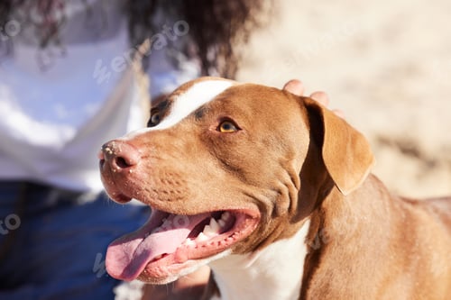 Preview: I woof my human a whole lot. Shot of a woman spending a day at the beach with her adorable dog.