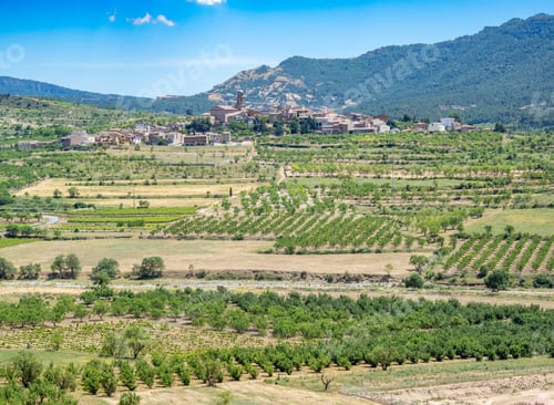 Preview: Vineyards and Olive trees near Ulldemolins village, Catalonia, Spain