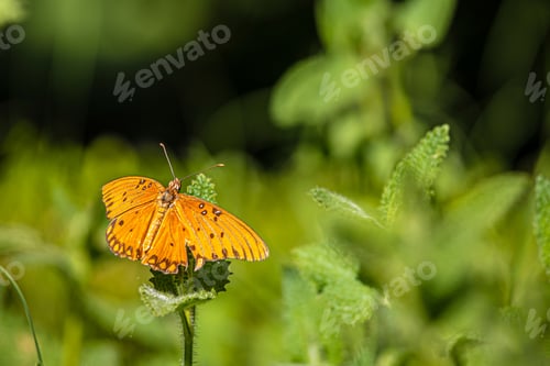 Preview: Butterfly perched upon a flower in Midtown Sacramento, CA