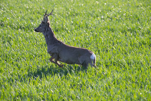 Preview: Roe deer walking in green agricultural fields