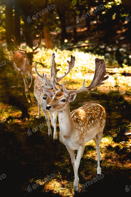 Preview: Three beautiful fallow deers in a forest