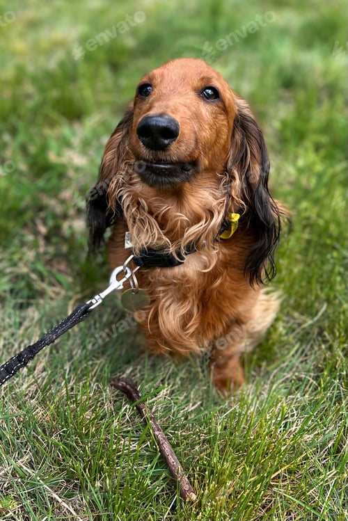 Preview: Throw the stick please - dachshund play