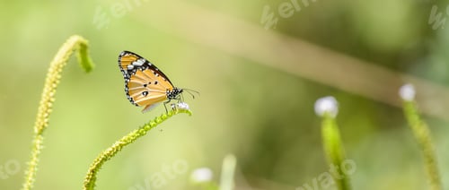 Preview: Beautiful plain tiger butterfly (Danaus Chrysippus) sipping nectar from a small flower.
