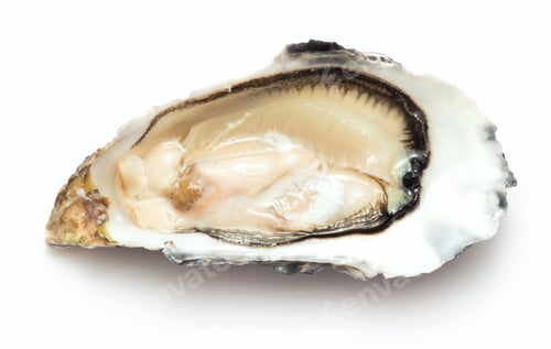 Preview: Opened fresh oyster