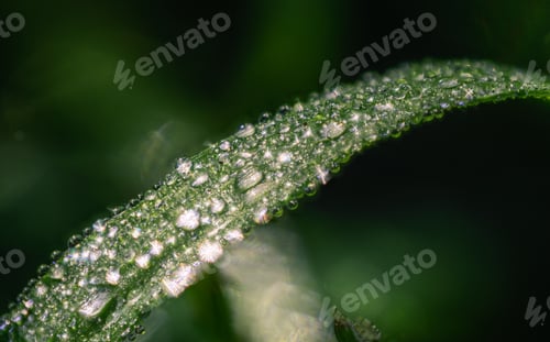 Preview: Multiple Dew Drops on a Blade of Grass