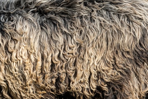 Preview: White shaggy fur texture background. Dark wool