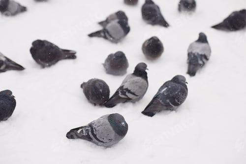 Preview: Group Of Pigeons Enduring Cold Weather On Snowy Ground