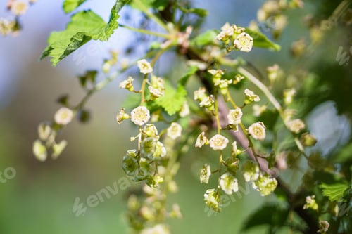 Preview: Flowers of a black currant Ribes rubrum