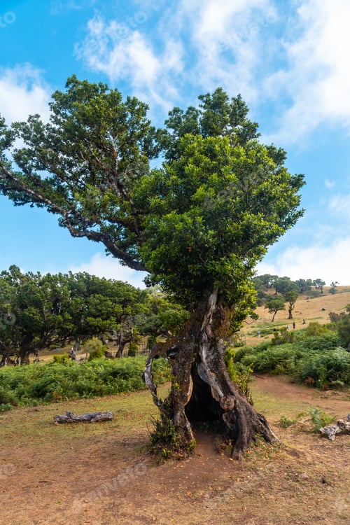 Preview: Fanal forest Madeira, beautiful laurel tree with a hole in the middle. Portugal