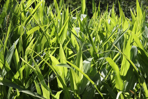 Preview: green corn leaves in spring