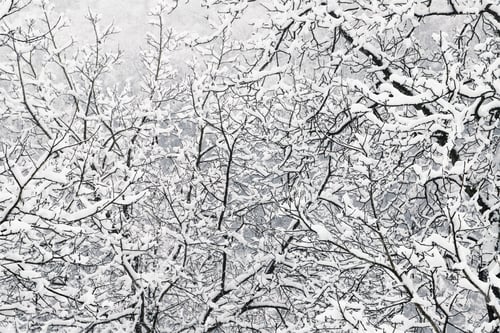 Preview: winter hilly landscape - trees covered with snow