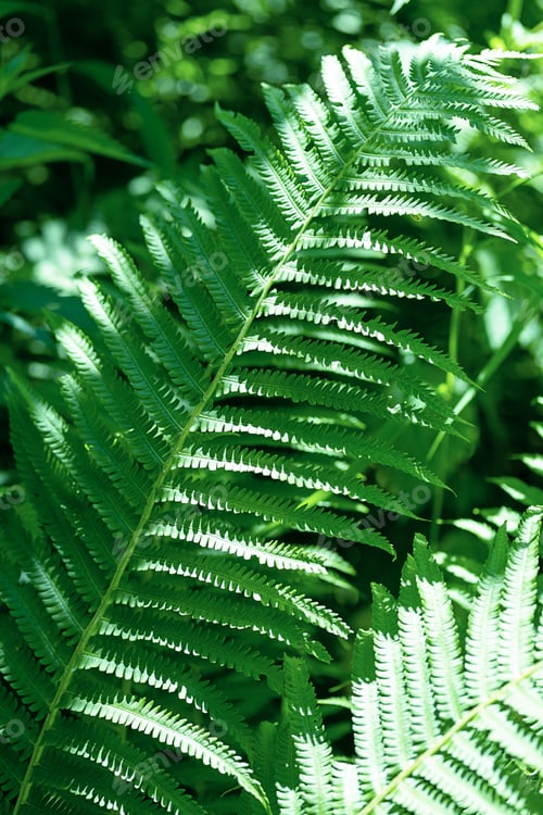 Preview: Fern Leaves Background.