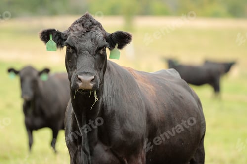 Preview: Black Cow