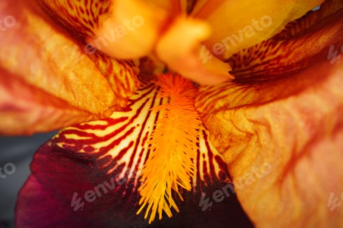 Preview: Close up of a red iris flower macro shot
