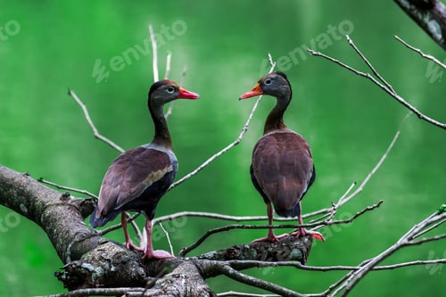 Preview: Closeup of two black-bellied whistling ducks against a green background. Dendrocygna autumnalis.