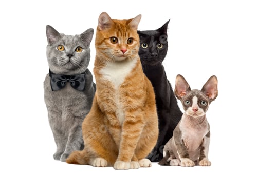 Preview: Group of cats sitting, isolated on white