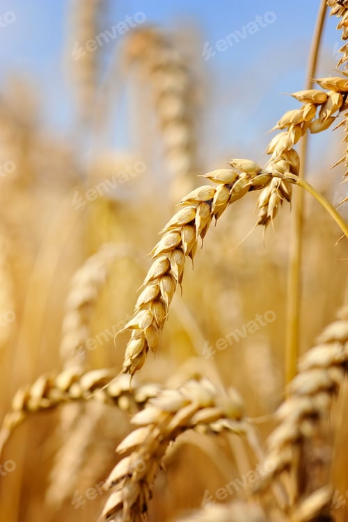 Preview: Wheat field against a blue sky