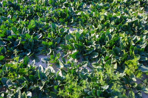 Preview: Fresh green spinach in a spinach field.