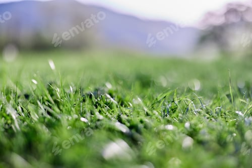 Preview: Leaves of green young grass on the background of the alpine mountains, a spring landscape close-up
