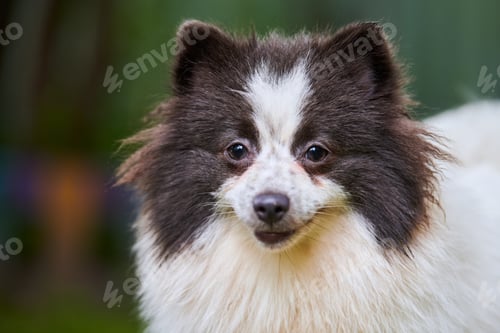 Preview: Pomeranian Spitz dog in garden, close up face portrait