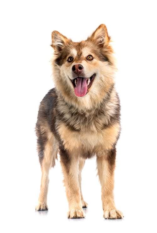 Preview: Finnish Lapphund in studio