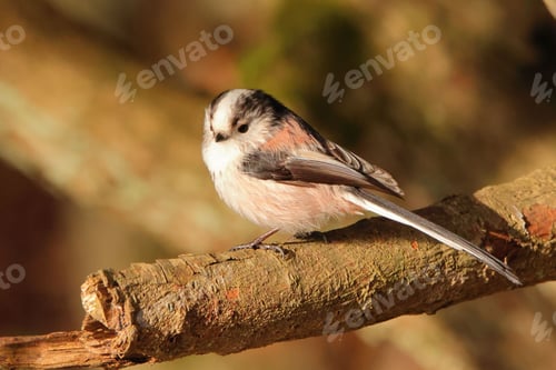 Preview: Of a long-tailed tit perched on a tree branch in an outdoor setting