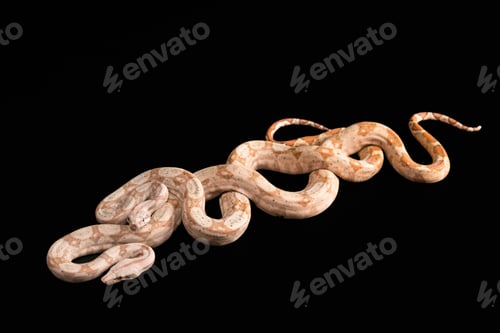 Preview: Trimeresurus puniceus