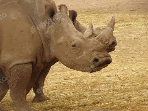 Preview: Rhinoceros