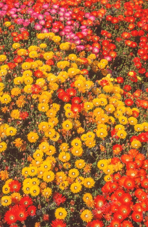 Preview: Drosanthemum Speciosum Vygie