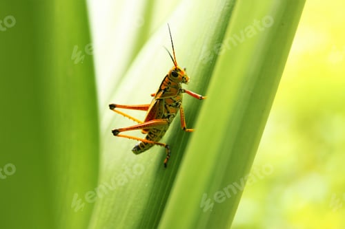 Preview: Macro of a grasshopper on green leaf