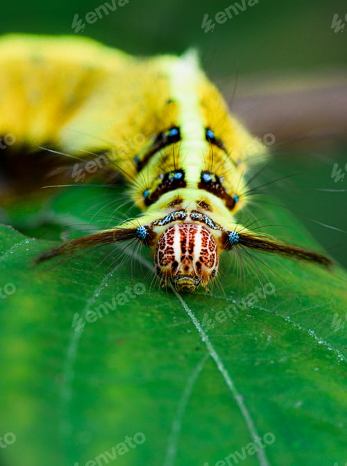 Preview: Yellow Caterpillar