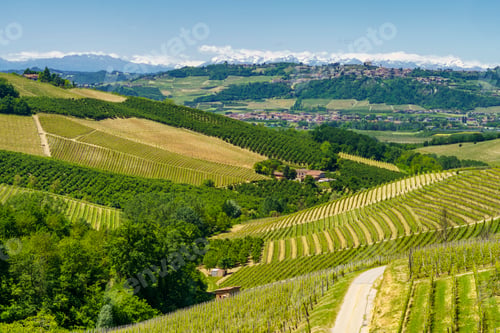 Preview: Vineyards of Langhe, Piedmont, Italy at May