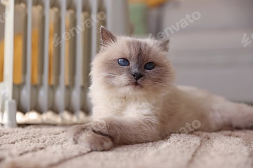 Preview: Adorable cat warming near electric heater on carpet at home, closeup