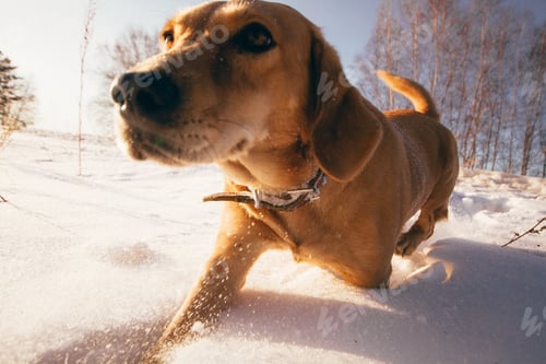 Preview: Dog