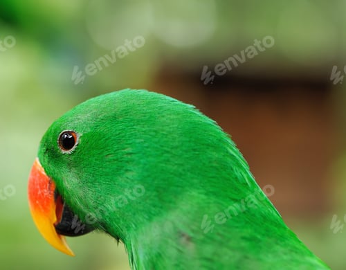 Preview: Parrot bird